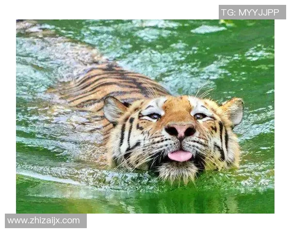 老虎大学与华雷斯的激烈对决揭示了两队实力的差距与未来的可能性